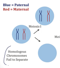 <p>- Homologous chromosomes fail to separate </p><p>- Leaves one cell with homologous chromosomes, and the other with none</p>