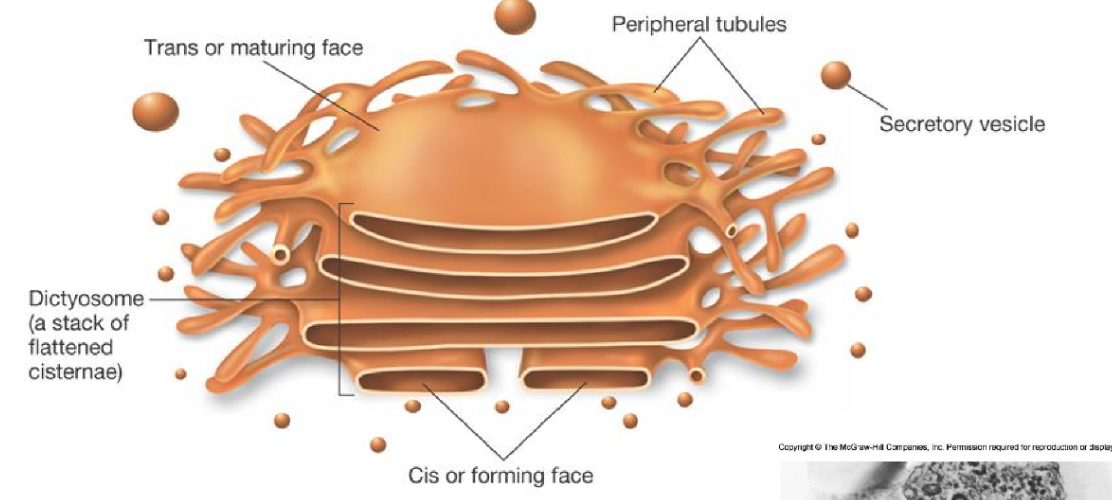 <p>golgi apparatus</p>