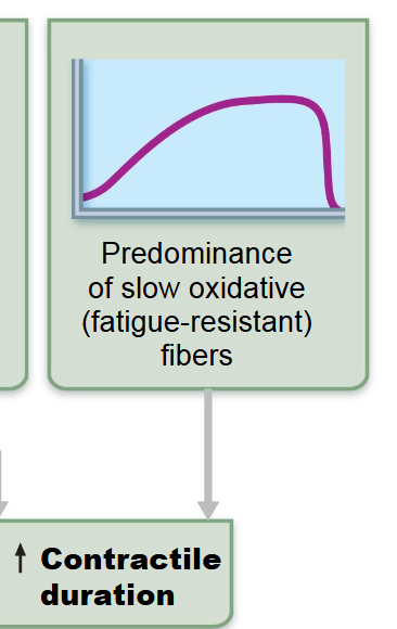 <p>slow oxidative fibers (fatigue resistant)</p>