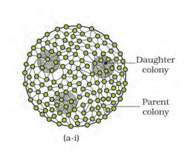 <p>d. In oogamous reproduction, female gamete is smaller and motile... (The female is actually larger and non-motile)(image-volvox{oogamous}</p>