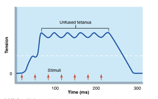 <p>What happens during incomplete (unfused) tetanus?</p>