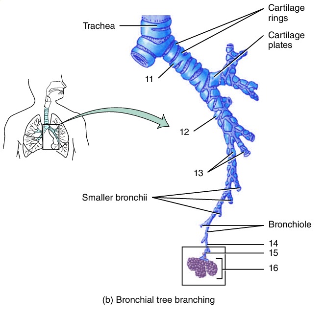 <ol start="13"><li><p></p></li></ol><p></p>