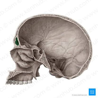 <p>one of two air-filled hollow spaces located inside the frontal bone of the skull,</p>