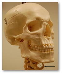 <p>a U-shaped bone in the neck that supports the tongue; floating bone</p>