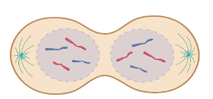 <p>Telophase</p>