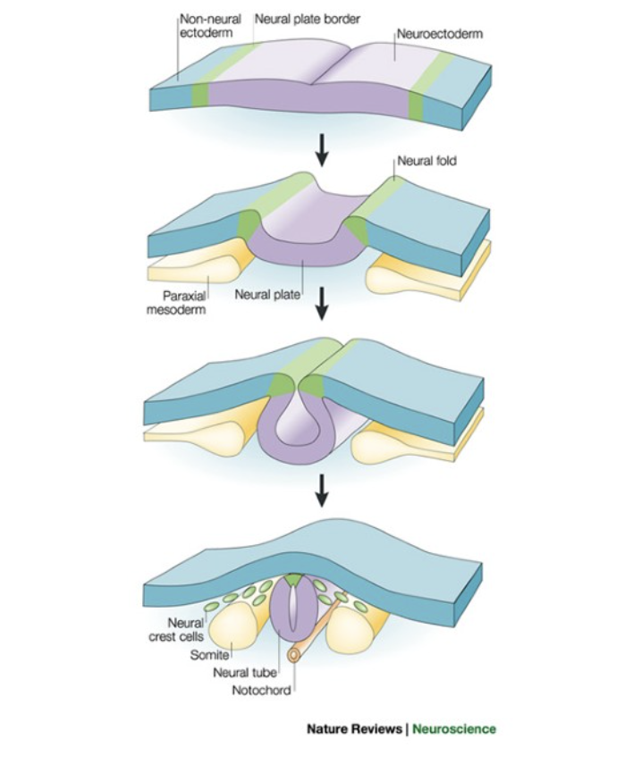 <p>fold underneath epidermis, form most of peripheral nervous system (mostly autonomic nervous system)</p>