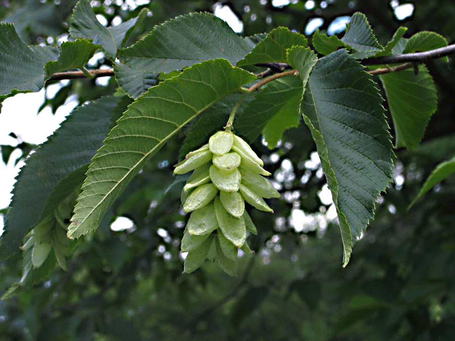 <p>a relatively small, slow-growing tree with very hard wood; grey bark with long, narrow fissures (forming strip-like scales); fruits are bladder-like, enclosing</p><p>fuzzy leaves, teeth are “big-small-big-small”</p>