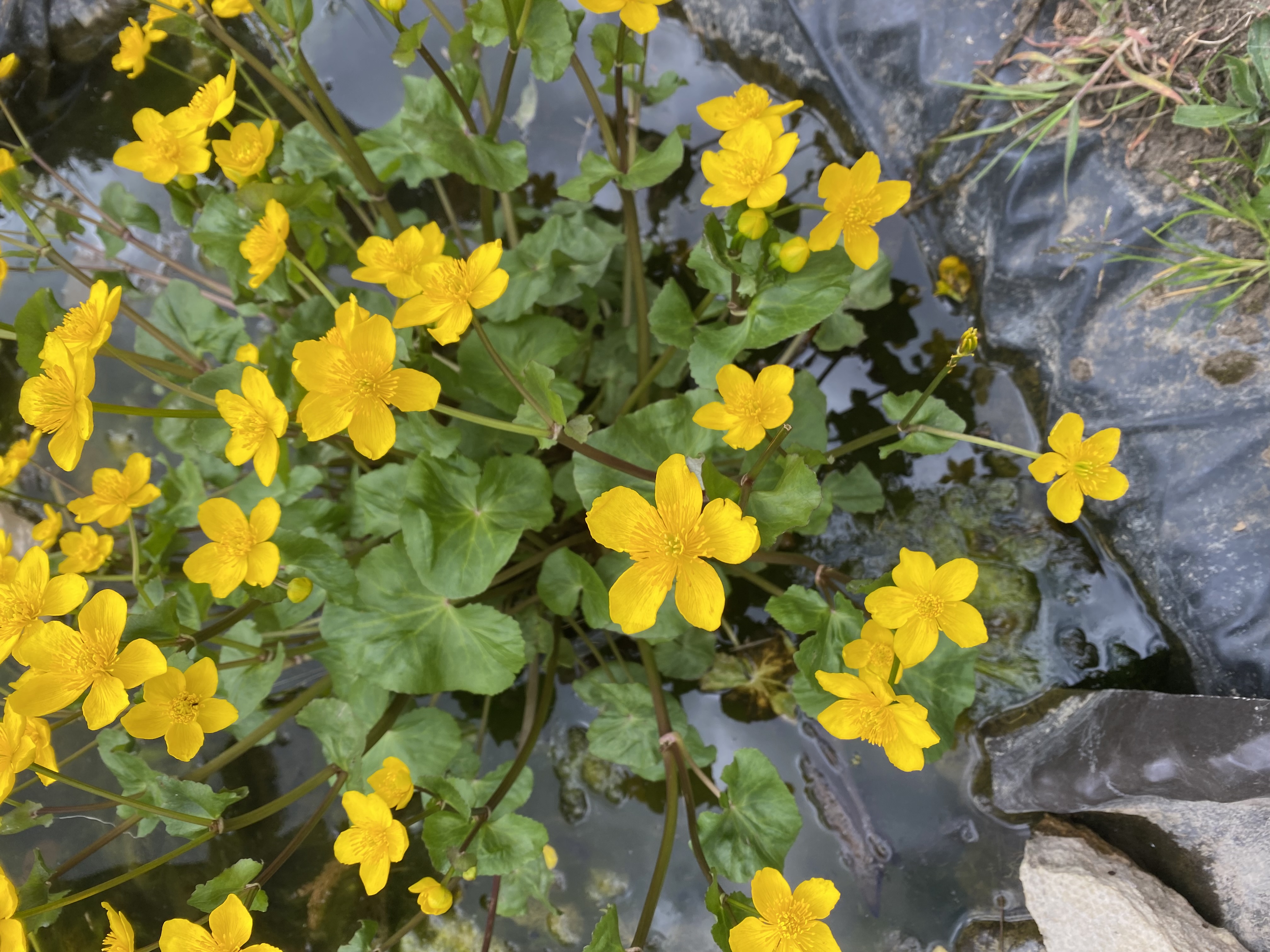<p>Marsh marigold Latin name</p>