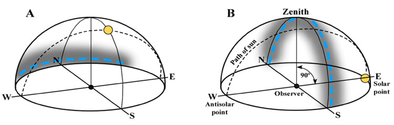 <ul><li><p>Polarized light cues</p><ul><li><p>pattern of polarized light at sunset used to set N-S compass</p><ul><li><p>polarized light travels in one plane; caused by reflection off surfaces and scattering by atmosphere</p></li><li><p>direct sunlight is unpolarized</p></li></ul></li></ul></li><li><p>How migrating birds appear to use polarized light</p><ul><li><p>maximum polarization occurs in a band 90° from the sun</p><ul><li><p>at noon, maximum polarization is a band around the horizon (A)</p></li><li><p>at dusk and dawn, maximum polarization is band defined by the North-Zenith-South plane (B)</p></li></ul></li></ul></li><li><p>nocturnal migrants start migration shortly after sunset and end at dawn</p><ul><li><p>Muheim et al. (2006) suggest birds calibrate their magnetic compass based on averaged polarized light patterns at sunset and sunrise</p><ul><li><p>when sparrows exposed to artificial polarized light in East-West arc</p></li><li><p>birds recalibrated their North-South axis based on the artificial polarized light</p></li></ul></li></ul></li></ul><p></p><p></p>