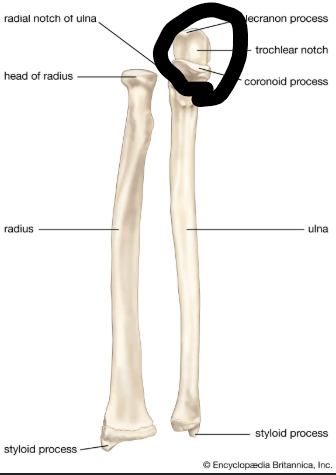 <p>What bone landmark is this within the <strong>Ulna</strong></p><ul><li><p>Medial Forarm Bone; Antebrachial, Ulnar Region)</p></li></ul><p></p>
