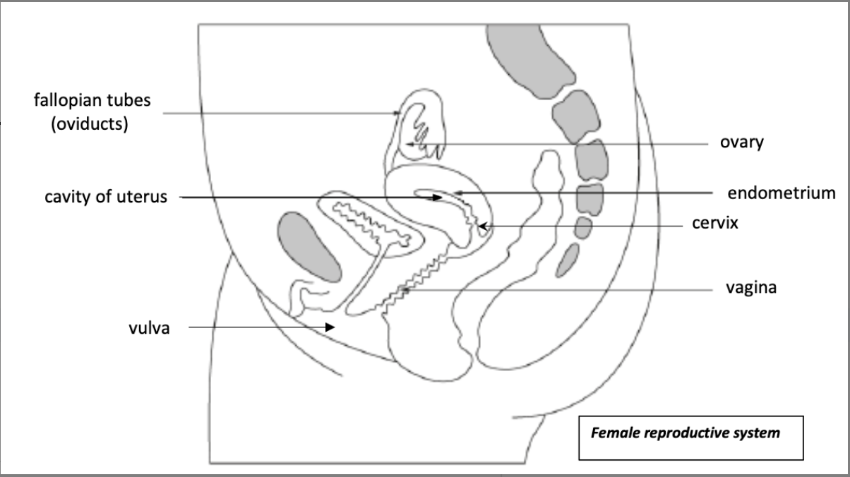 <p>female reproductive system from side</p>