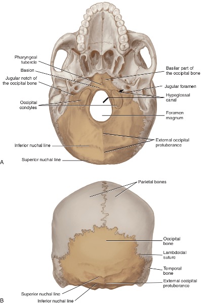 <p>Occipital Bone #3</p>