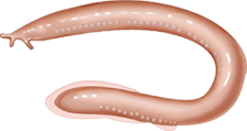 <p><strong>Hagfish </strong>and <strong>lampreys </strong>are jawless fishes (agnathans). They have cartilaginous mouths with teeth but lack true hinged jaws. They represent the earliest stage of mouth evolution in vertebrates.</p>