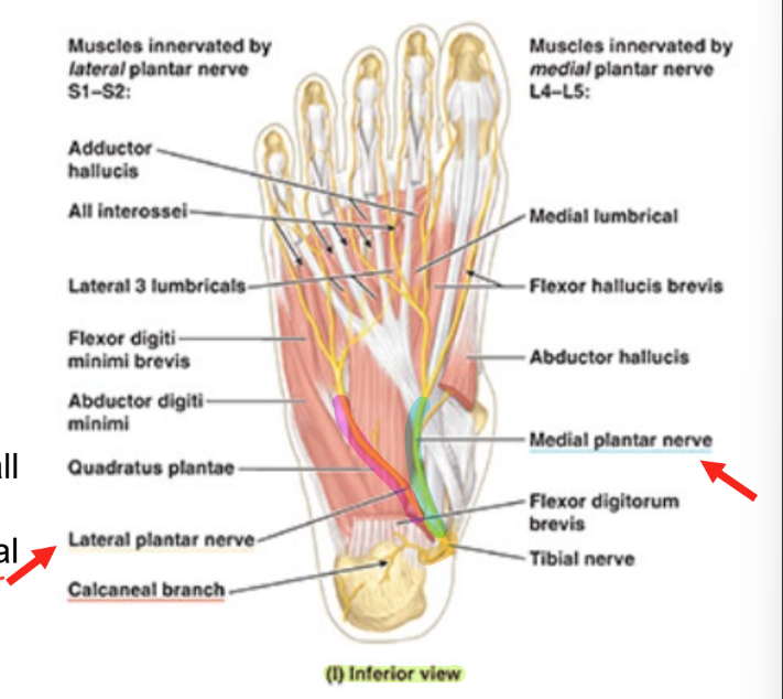 <ul><li><p>tibial nerve divides posterior to medial malleolus into</p><ul><li><p><strong>medial plantar nerve</strong></p></li><li><p><strong>lateral plantar nerve</strong></p></li></ul></li><li><p>2 nerves innervate all intrinsic foot muscles <strong>except dorsal compt</strong></p></li></ul><p></p>