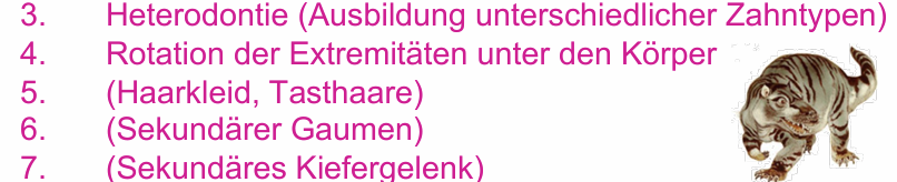 <p>Apomorphien</p><ul><li><p>Heterodontie</p></li><li><p>Rotation Extremitäten unter Körper</p></li><li><p>(Haarkleid, sek. Gaumen, sek. Kiefergelenk)</p></li></ul><p></p>