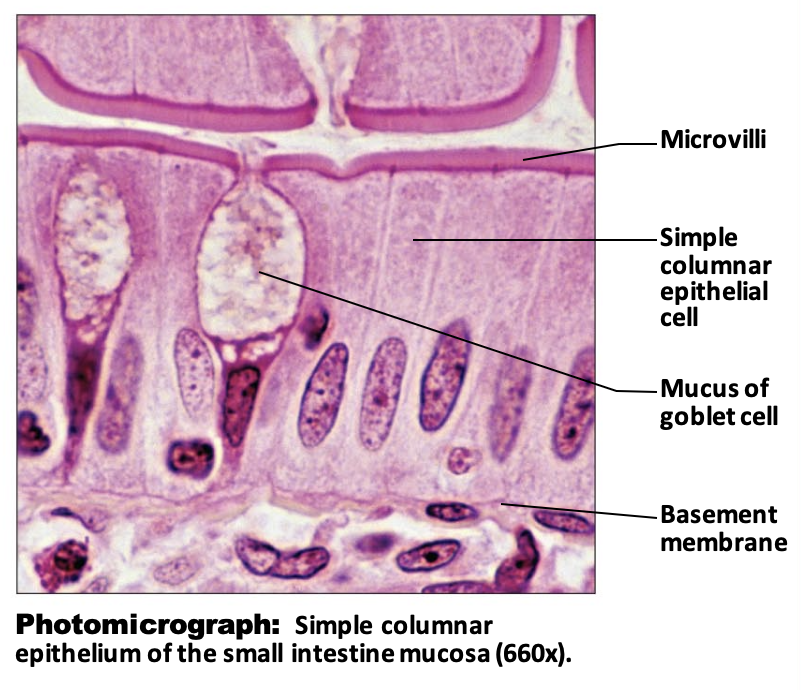 <p>Simple Columnar Epithelium: Function</p>