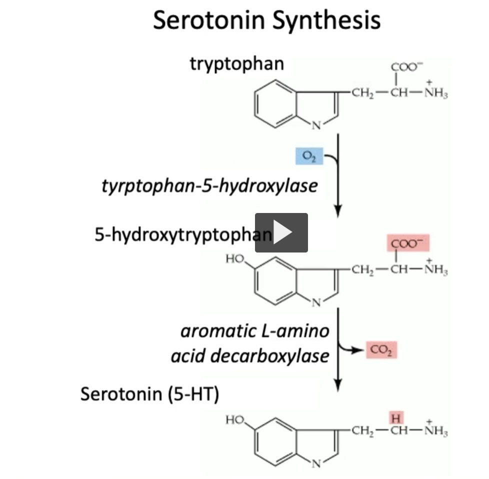 <p><u>Serotonin Synthesis</u></p><p>In this figure, we can see the two-step process in the synthesis of serotonin. </p><ol><li><p>tryptophan (tyrptophan-5-hydroxylase, adds a hydroxyl to tryptophan) → 5-hydroxy-tryptophan</p></li></ol><p>OH is added. </p><ol start="2"><li><p>5-hydroxytryptophan (aromatic L-amino acid decarboxylase) → Serotonin (5-HT)</p></li></ol><p>Tryptophan is an aromatic amino acid. </p><p>CO2 is lost. </p>