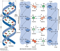 <p>deoxyribose sugar + phosphate + nitrogenous base</p>