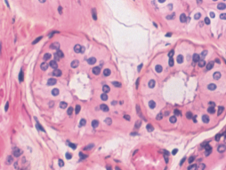 <p>tissue location </p>