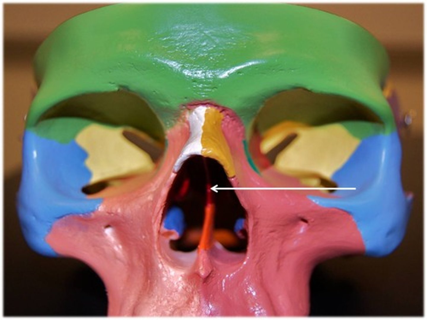 <p>upper two-thirds (apart of Ethmoid bone)</p>
