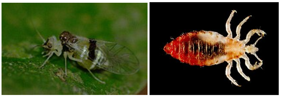 <p>What is the name of this bug </p>