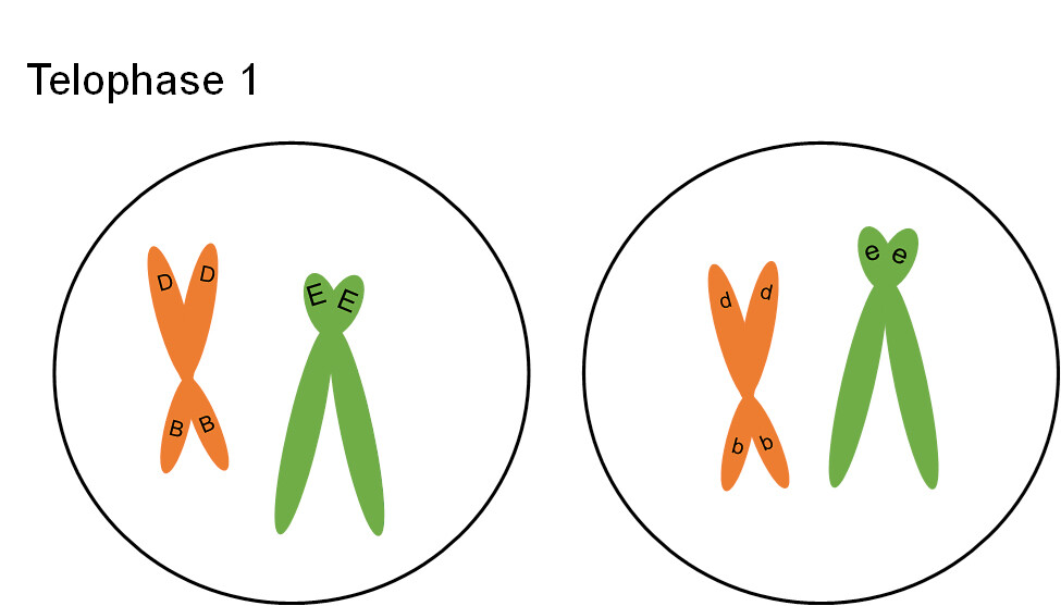 <p>What happens during telophase I of meiosis? (what is forming, what does that create?)</p>