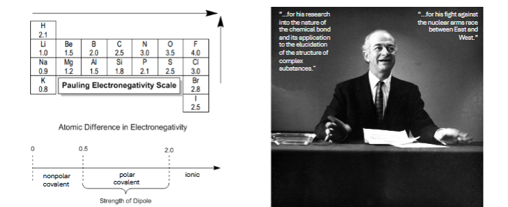 <p>Relative electronegativity determines the nature of ______________ between atoms </p>