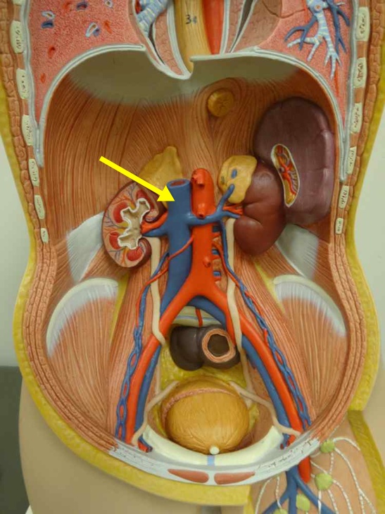 <p>Name the structure</p>