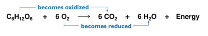 <p>Redox reactions</p><p>Principle source of energy on the planet</p><p>Ex: Cellular respiration - carbon is oxidized and oxygen is</p><p>reduced</p>
