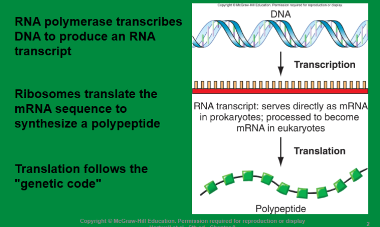 <p>the flow of genetic information from DNA to RNA to protein</p>