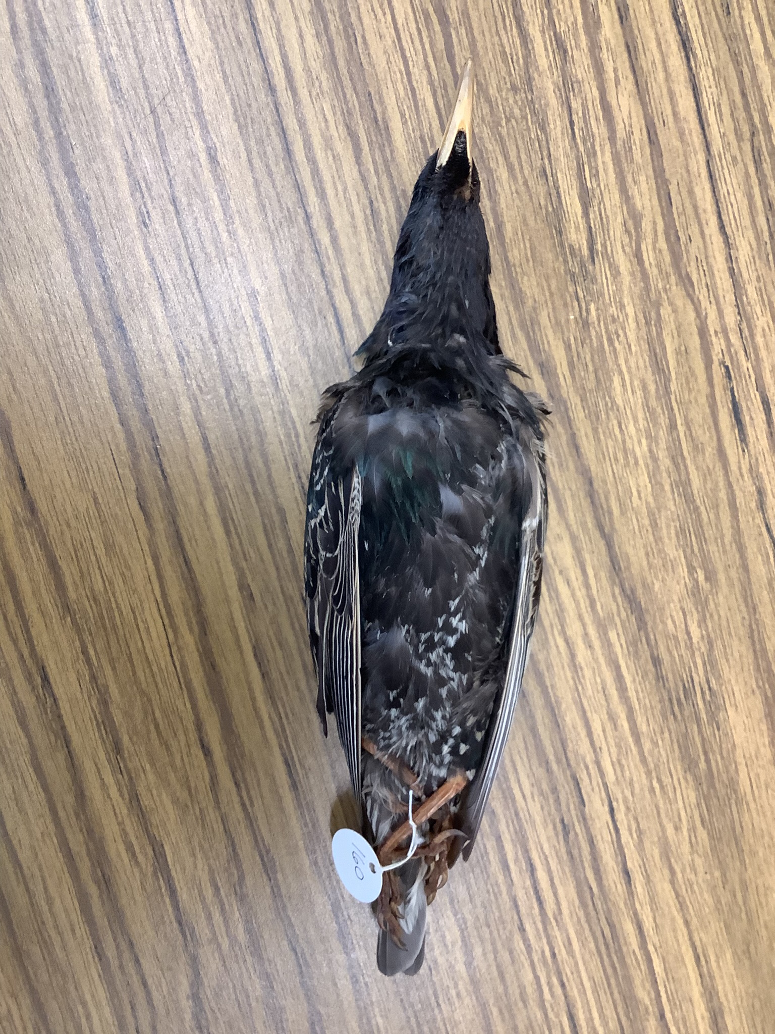 <p>Class Reptillia</p><p>Order Passeriformes</p><p>European Starling</p><p></p>