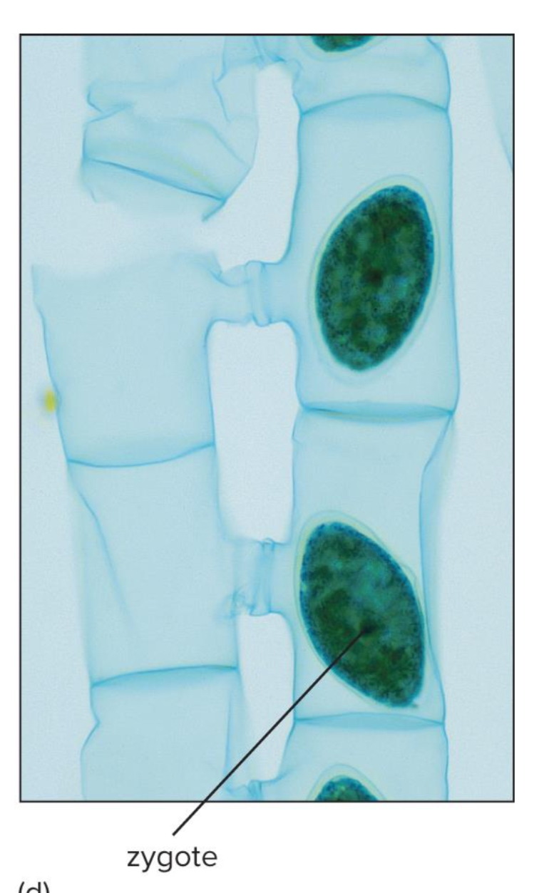 <p>What do zygotes eventually undergo during <span>Spirogyra sexual reproduction?</span></p>