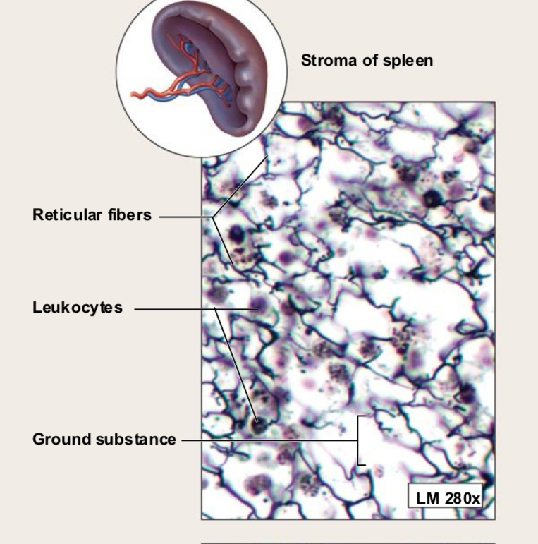 <p>Reticular Connective Tissue (structure)</p>