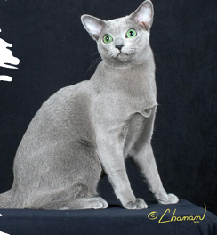 <p>medium size, elegant silver grey color, dense short coat, green eyes, intelligent, gentle, charming </p><p>15-20 years </p>