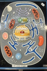 <p>#11 → assembly site for proteins & ribosomal particles</p>
