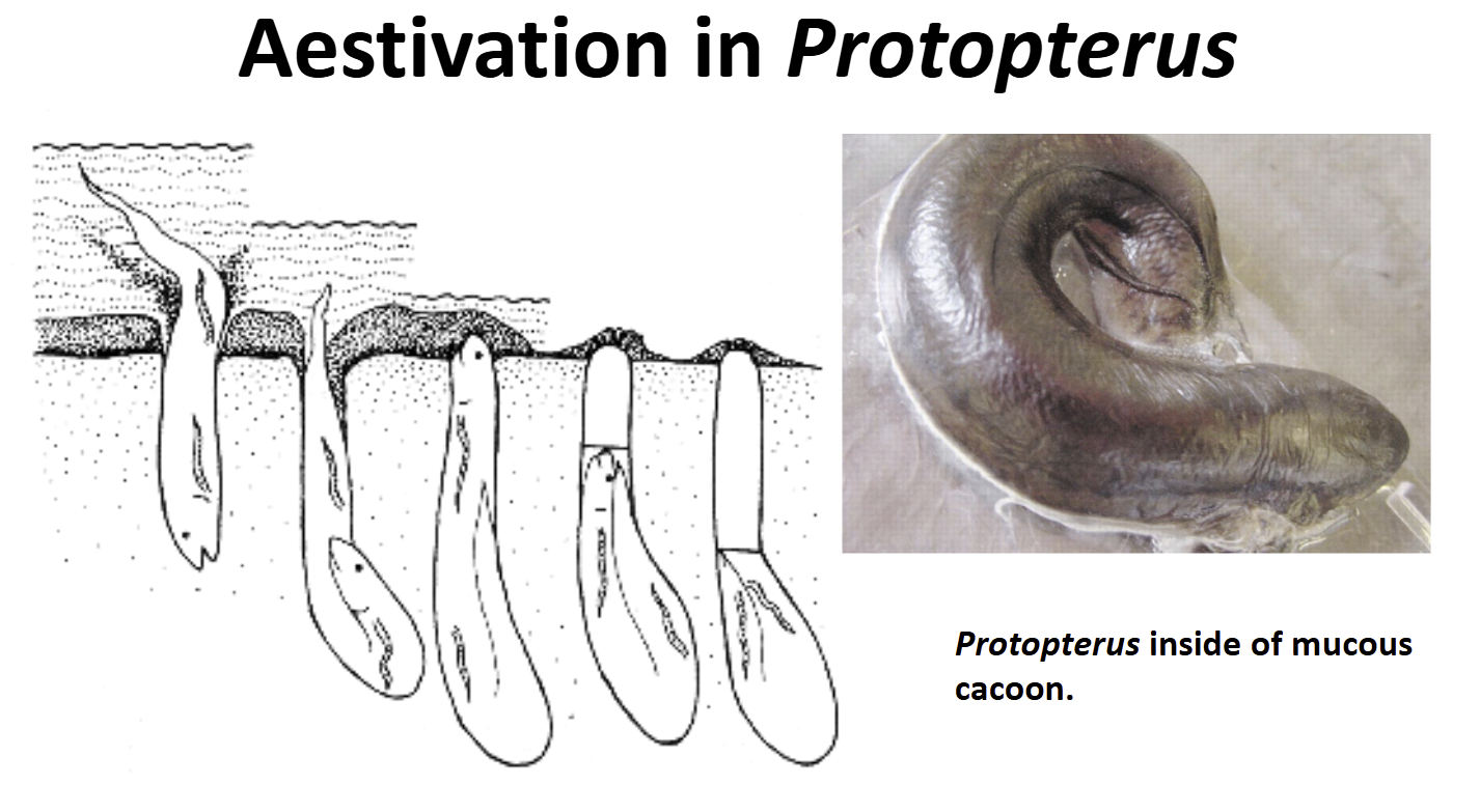 <ul><li><p>Induced by desiccation during the dry season</p></li><li><p>First crawls from pool to pool as they dry </p></li><li><p>Digs a 1m deep burrow with a round chamber at the bottom</p></li><li><p>As water dries, descends into the chamber, curls up body, secretes a thick mucous which dries into a “cocoon”</p></li><li><p>Breathes air through a small hole in the cacoon</p></li><li><p>Metabolism is very low, lives off energy stores</p></li><li><p>Usually aestivates for 6 mos. Have survived for 4 years in labratory studies</p></li></ul><p></p>