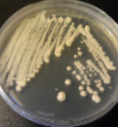 <p>bacterial cultures</p>