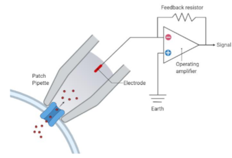 <p>An electrophysiology technique for measuring ionic currents and membrane potentials in neurons (single cell recordings)</p><ul><li><p>Uses fine electrodes to measure single- neurons action potentials</p></li><li><p>Electrodes are either placed next to cells (<strong>extracellular recording</strong>) or inside cells (<strong>intracellular recording</strong>)</p></li></ul><p></p>