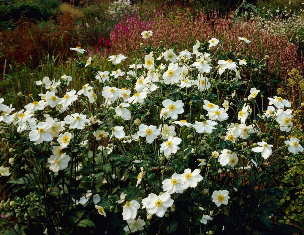 <p>Anemone x hybrida ‘Honorine Jobert’</p>