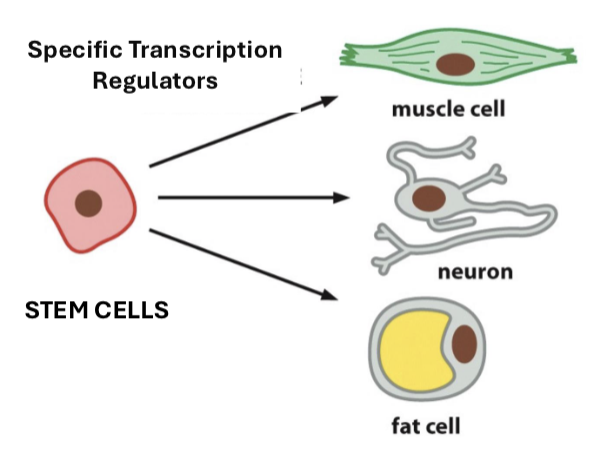 <p>the process by which stem cells and controlled gene expression allow a cell to specialize with specific transcription regulators (e.g., muscle cells, fat cells, neurons)</p>