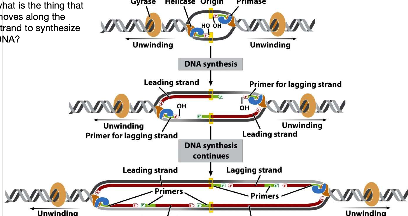 <ul><li><p>Primase</p></li><li><p>Primer </p></li><li><p>DNA polymerase</p></li></ul><p></p>