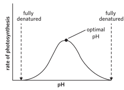 <ul><li><p class="Paragraph SCXO32968651 BCX0" style="text-align: left;"><span style="background-color: inherit; line-height: 20.7px; color: windowtext;">Enzymes function best at their optimal pH and thus photosynthesis occurs fastest under these conditions</span><span style="line-height: 20.7px; color: windowtext;">&nbsp;</span></p></li><li><p class="Paragraph SCXO32968651 BCX0" style="text-align: left;"><span style="background-color: inherit; line-height: 20.7px; color: windowtext;">However above and below the optimal pH, enzymes denature, lowering photosynthesis rate</span><span style="line-height: 20.7px; color: windowtext;">&nbsp;</span></p></li></ul><p></p>