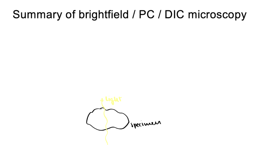 <p>= visible light passes thru specimen</p><ul><li><p>often need stains</p></li></ul><p>ex. looking at chloroplasts or mito</p><p></p>