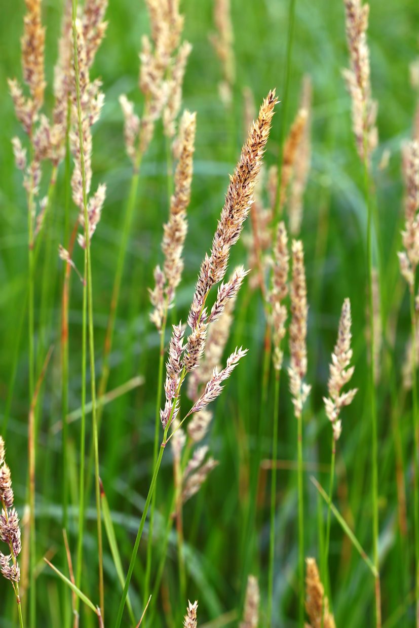 <p>8ft, tall grass, grows in water, invasive</p>
