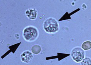 term image