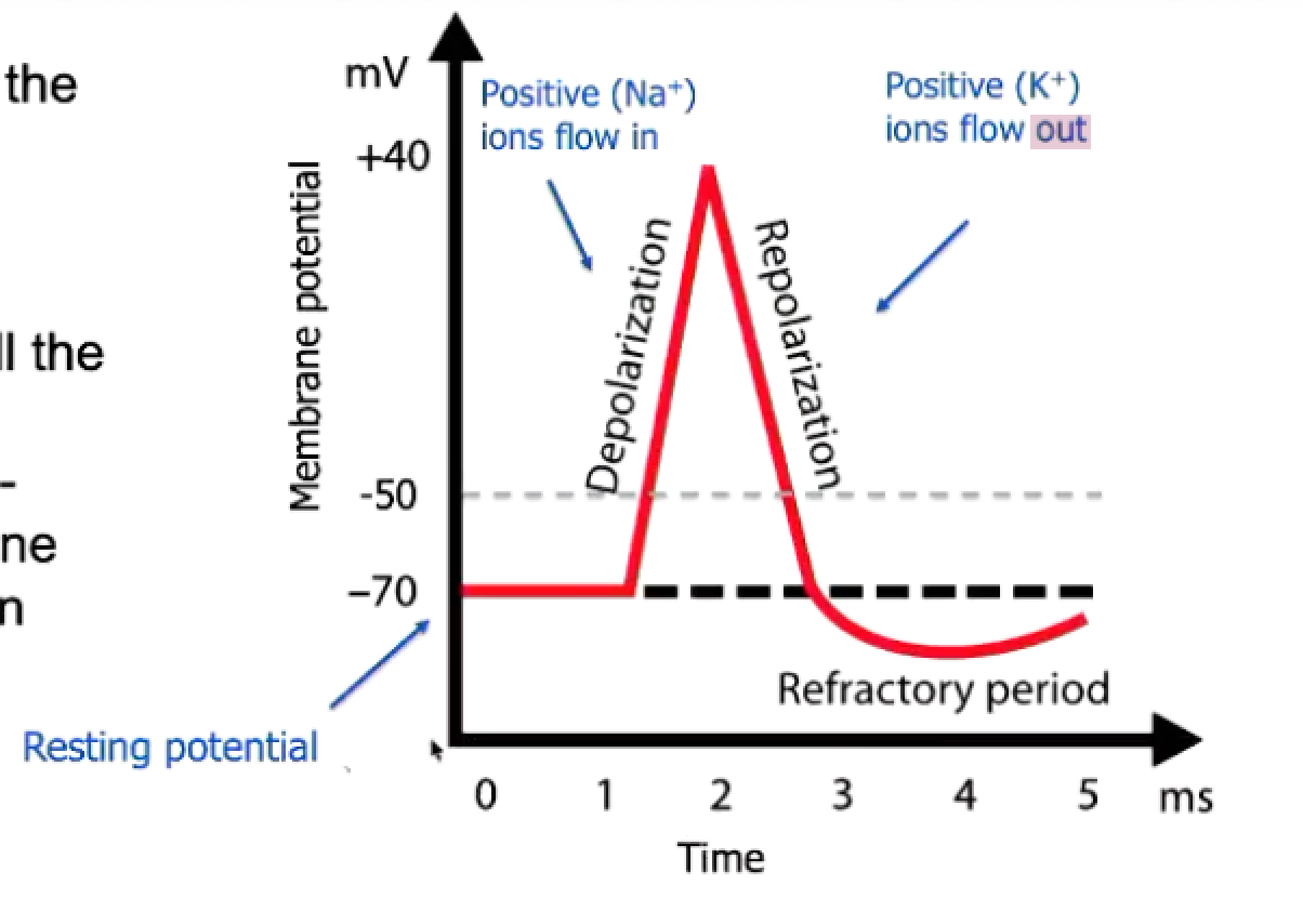 <p>refractory period</p>