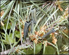 <p>Identify the insect and <strong>order</strong></p>