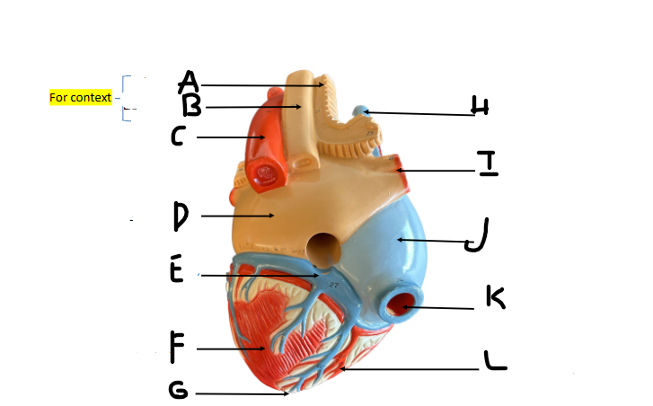 <p>K</p>