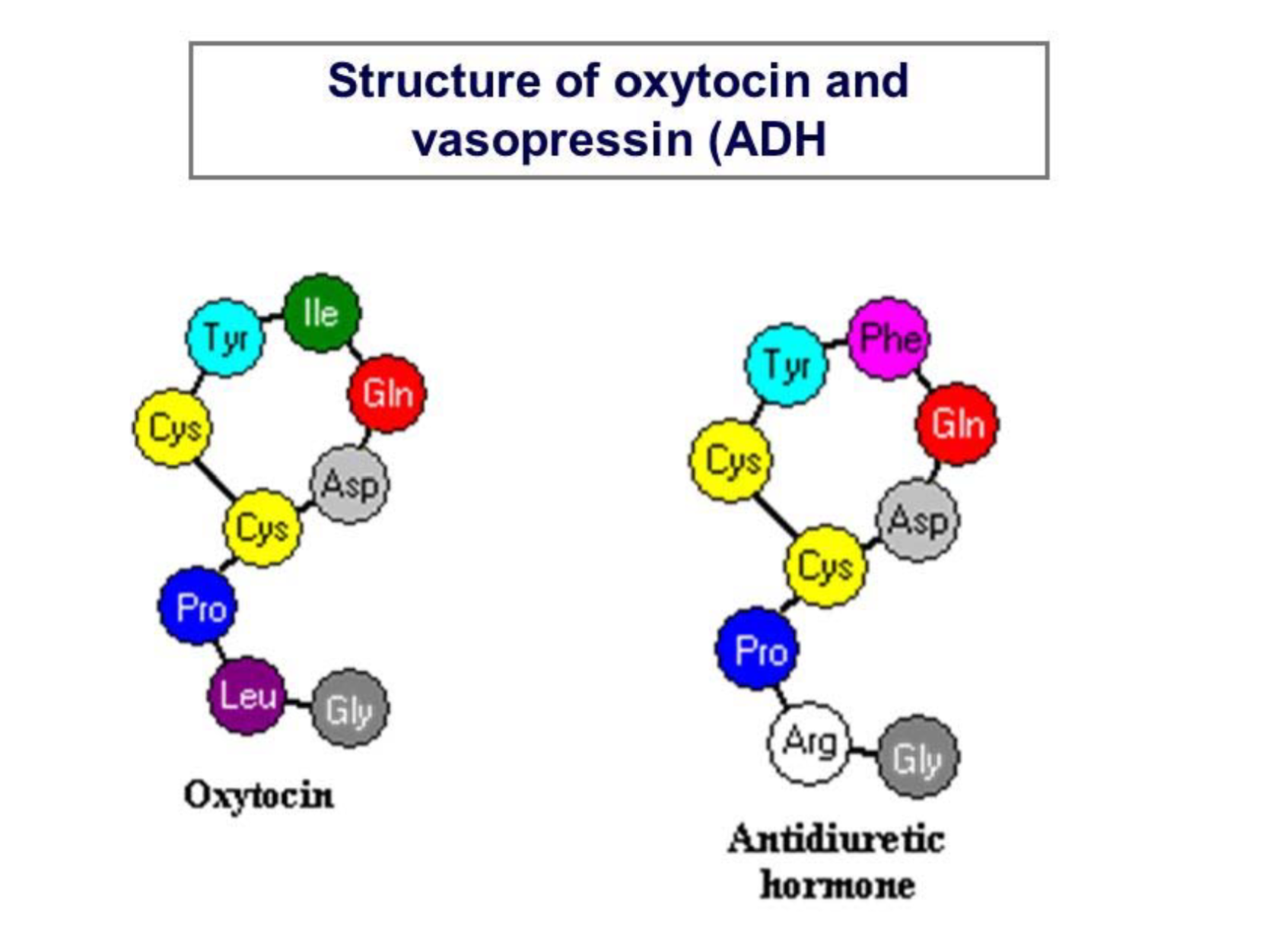 <ul><li><p>Very Similarly Structurally (Oxytocin has Leucine and lle that ADH does not)</p></li></ul><p></p>