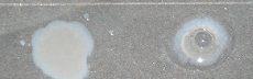 <p>Interpret the results from the <strong>Catalase Test</strong>.</p>